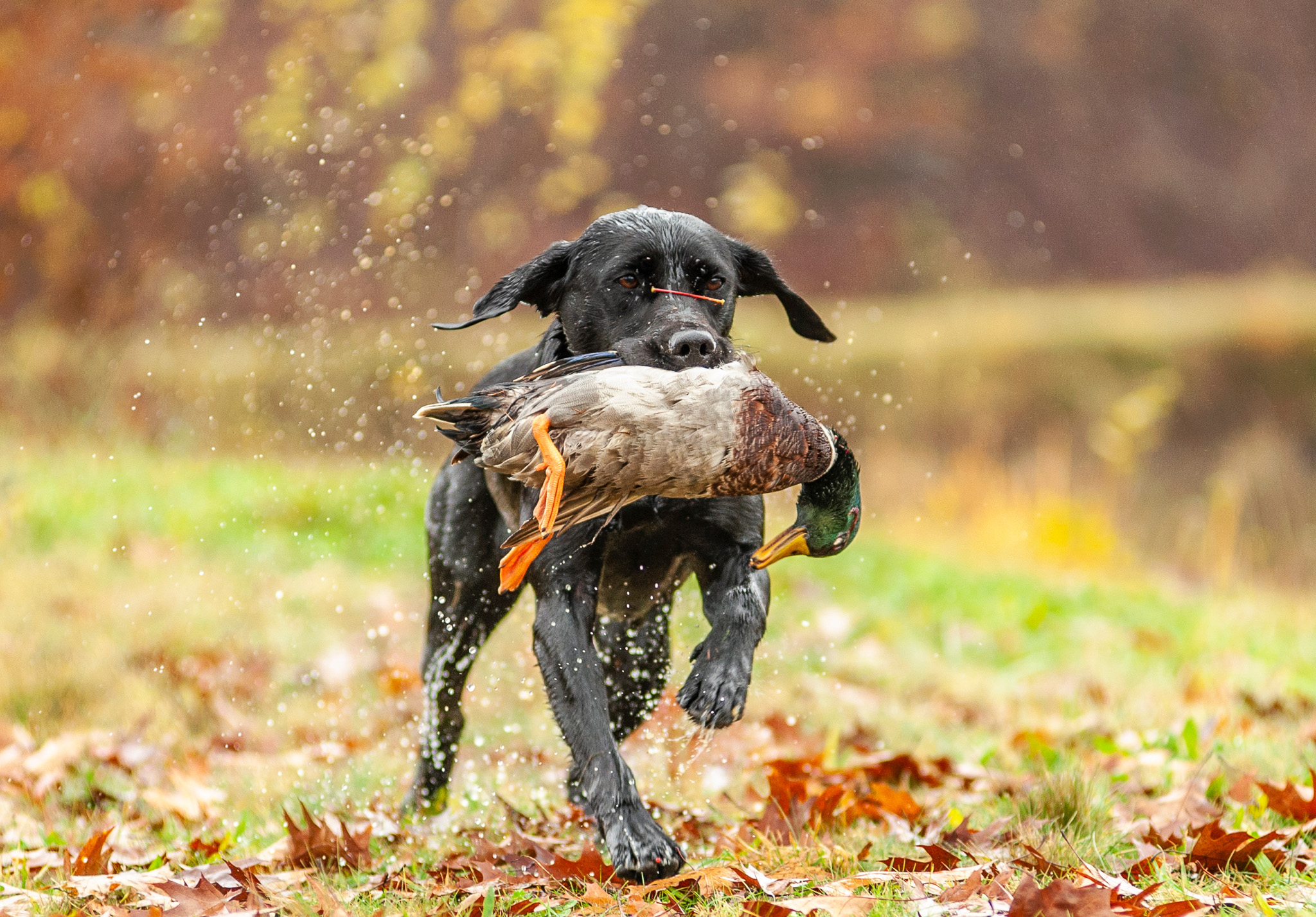 Dog carrying a duck in his mouth